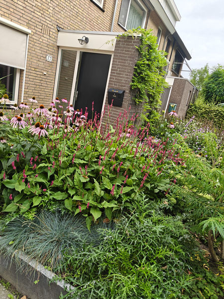 tuin job 2.jpeg