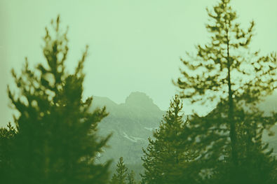Misty mountains framed by pine trees