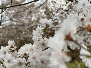 桜の季節ですね