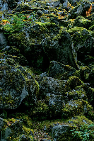 Rock Scum_edited.jpg