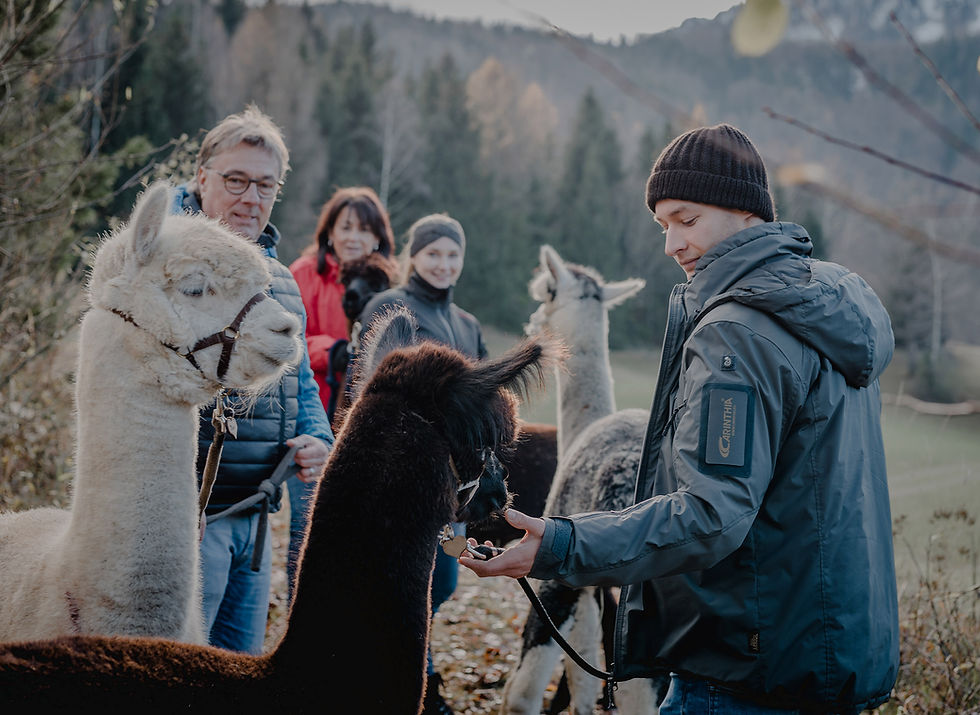 Lindenboden Alpakas-211-2.jpg