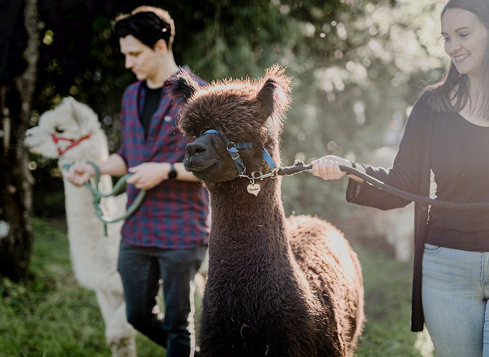 256- Alpakas-343.jpg