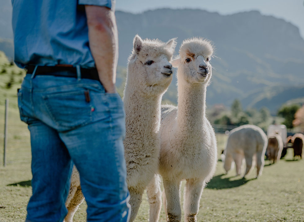 187- Alpakas-164-2.jpg