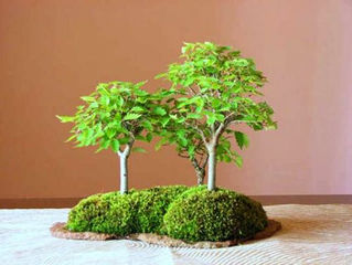 #Kokedama-guida veloce!