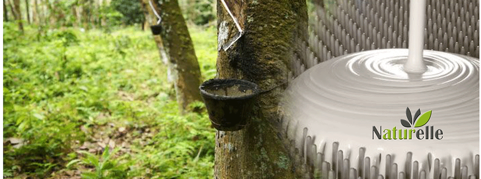 Natuelle Organic Beds, Organic Latex plantation.