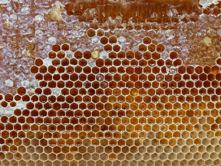 Las alas de una abeja