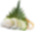 Sashimi Kamskjell
