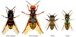 frelons abeilles guepes