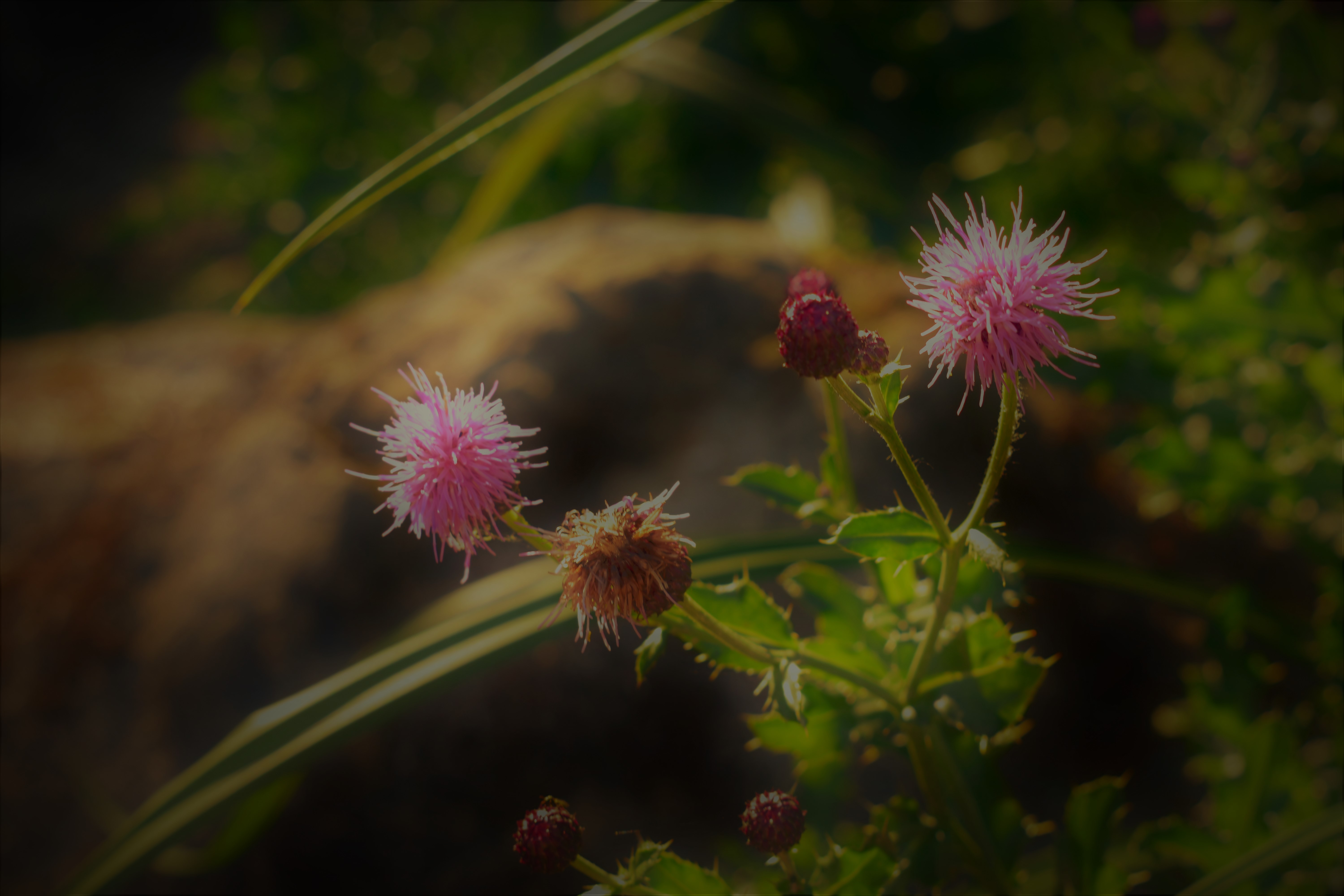 Nature shoot
