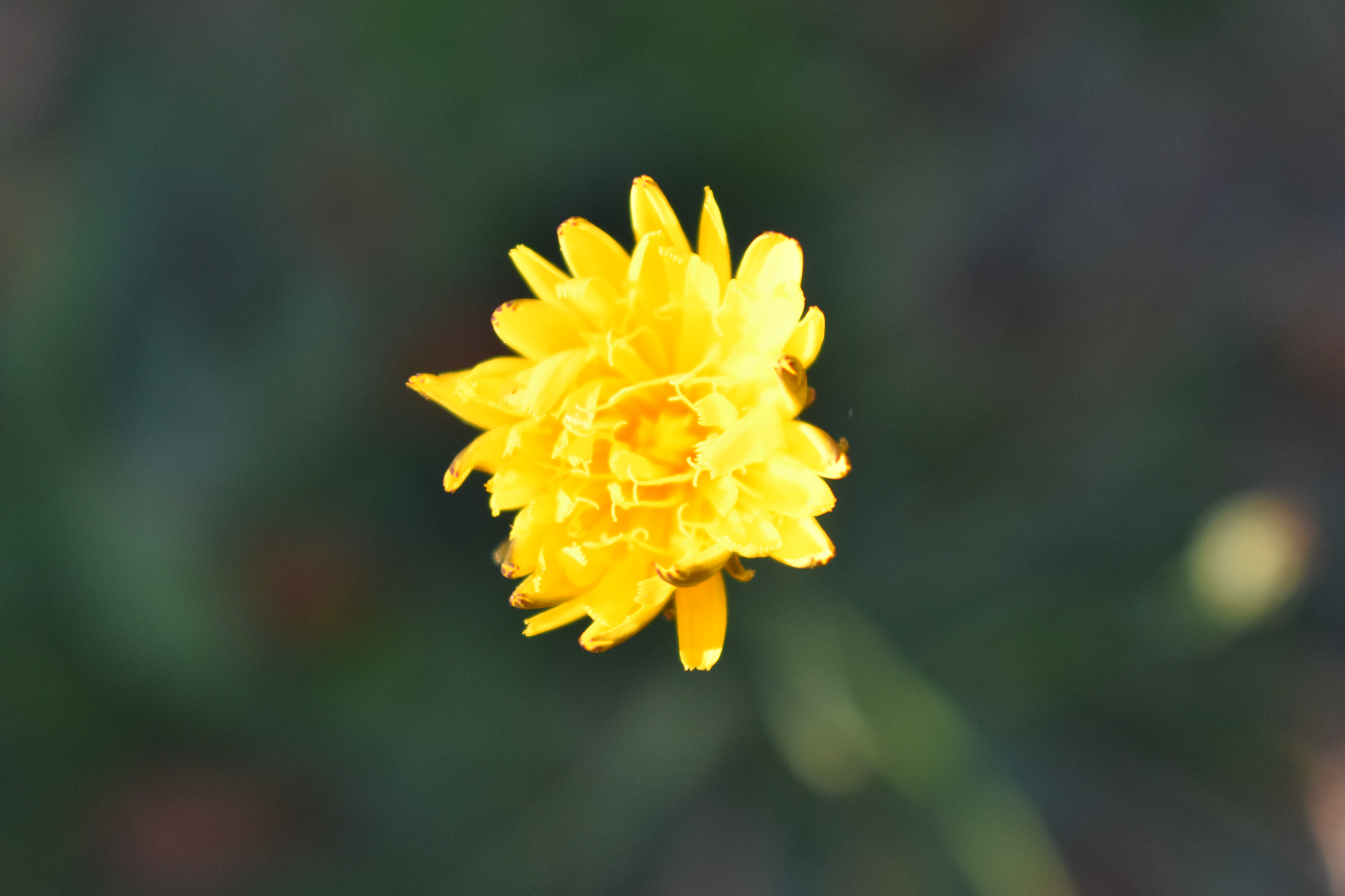 Nature shoot