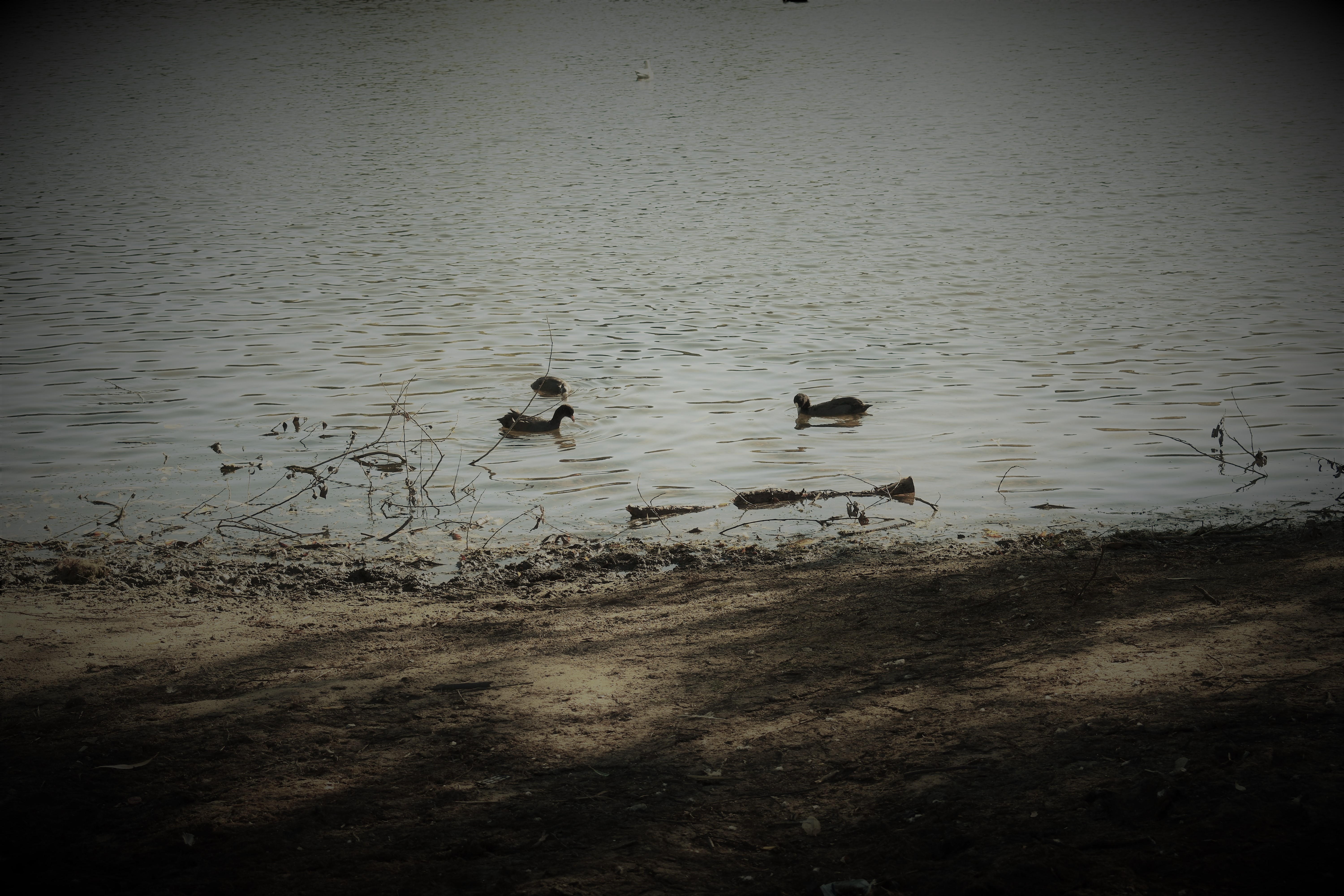 Nature shoot