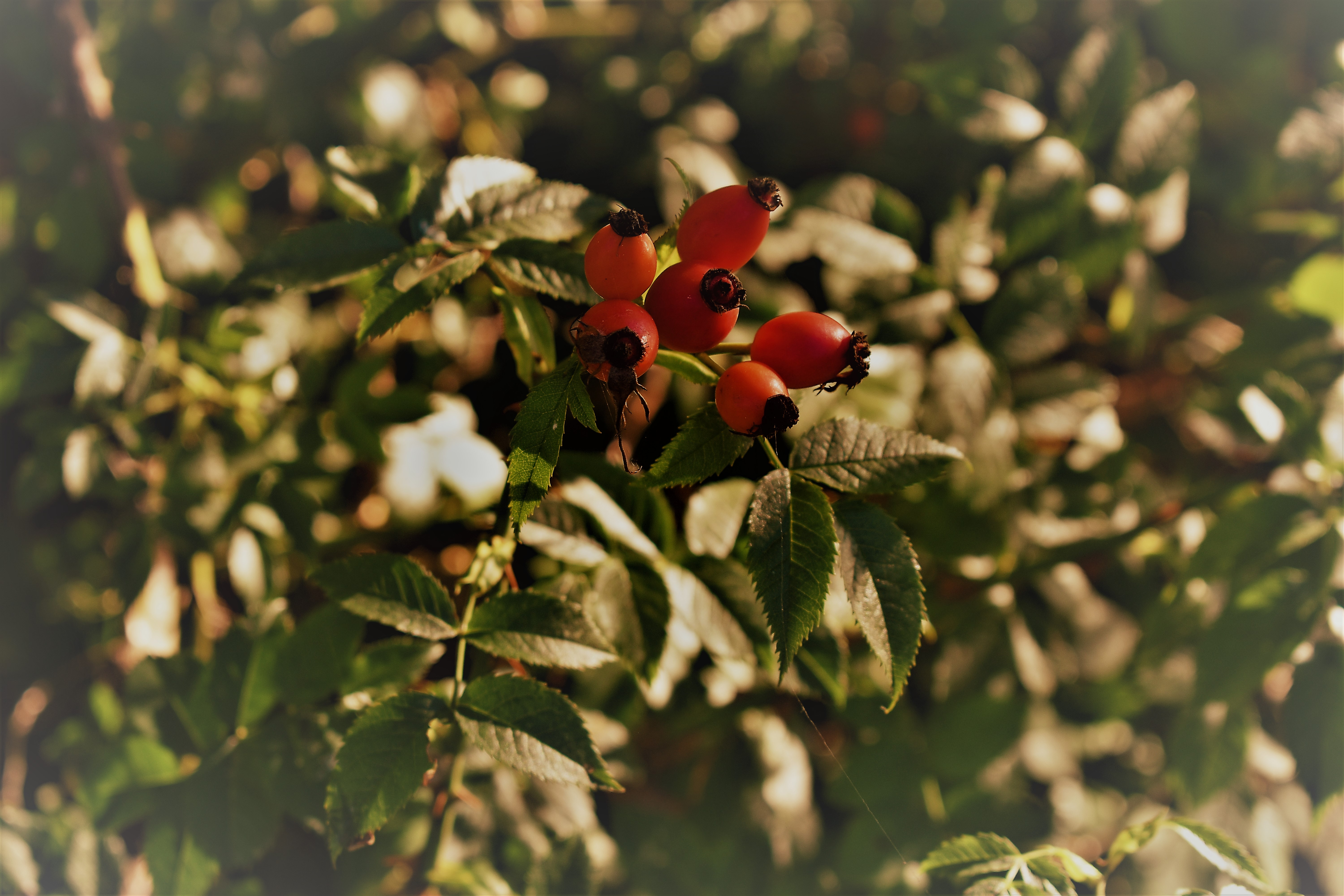 Nature shoot