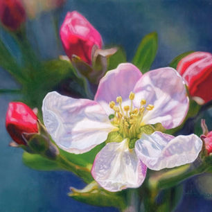 apple blossom painting