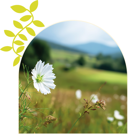 White flower with mountain in background