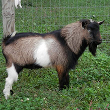Little Tots Estate Uriah.jpg