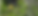Yellow-breasted chat_edited.png