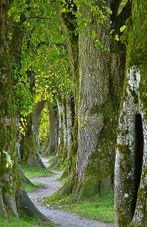 foret