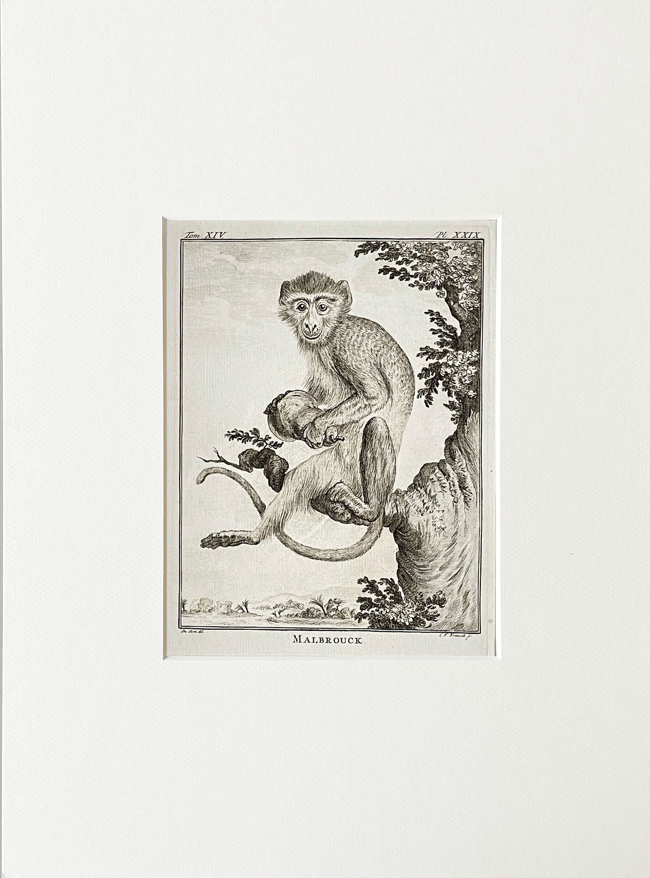 Etching De Seve 1783 for Du Buffon Natural History
