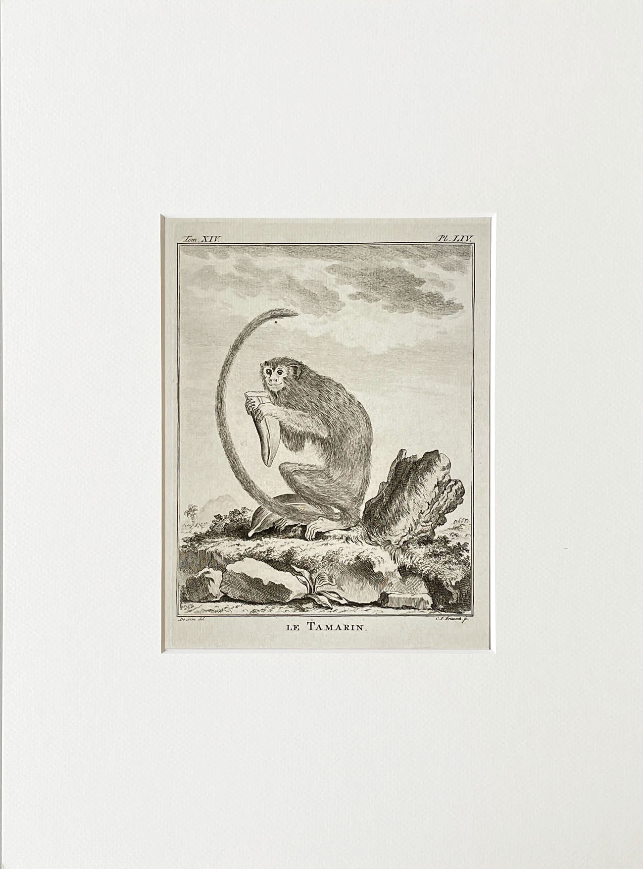 Etching De Seve 1783 for Du Buffon Natural History