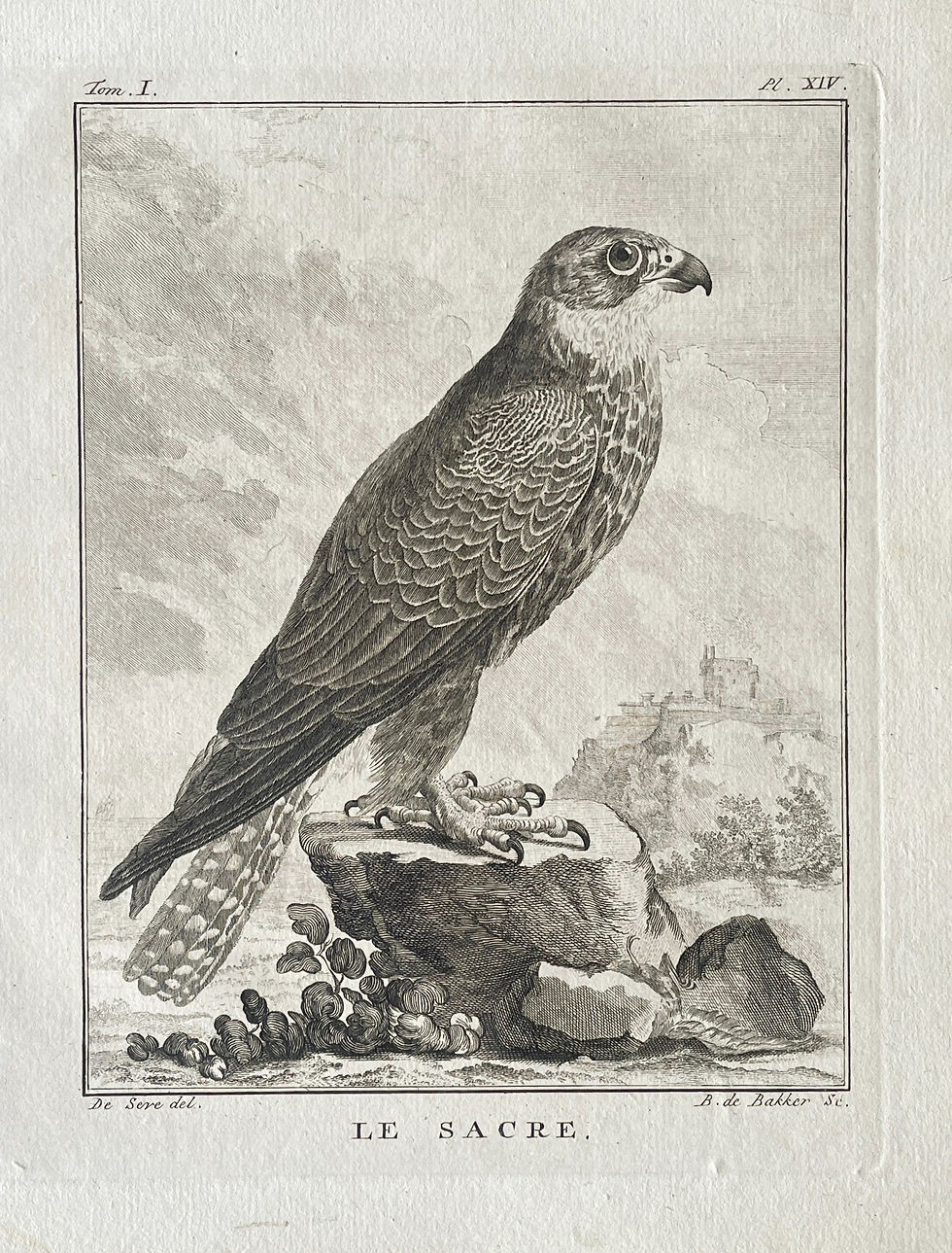 Thumbnail: Etching De Seve 1801 for Du Buffon Natural History