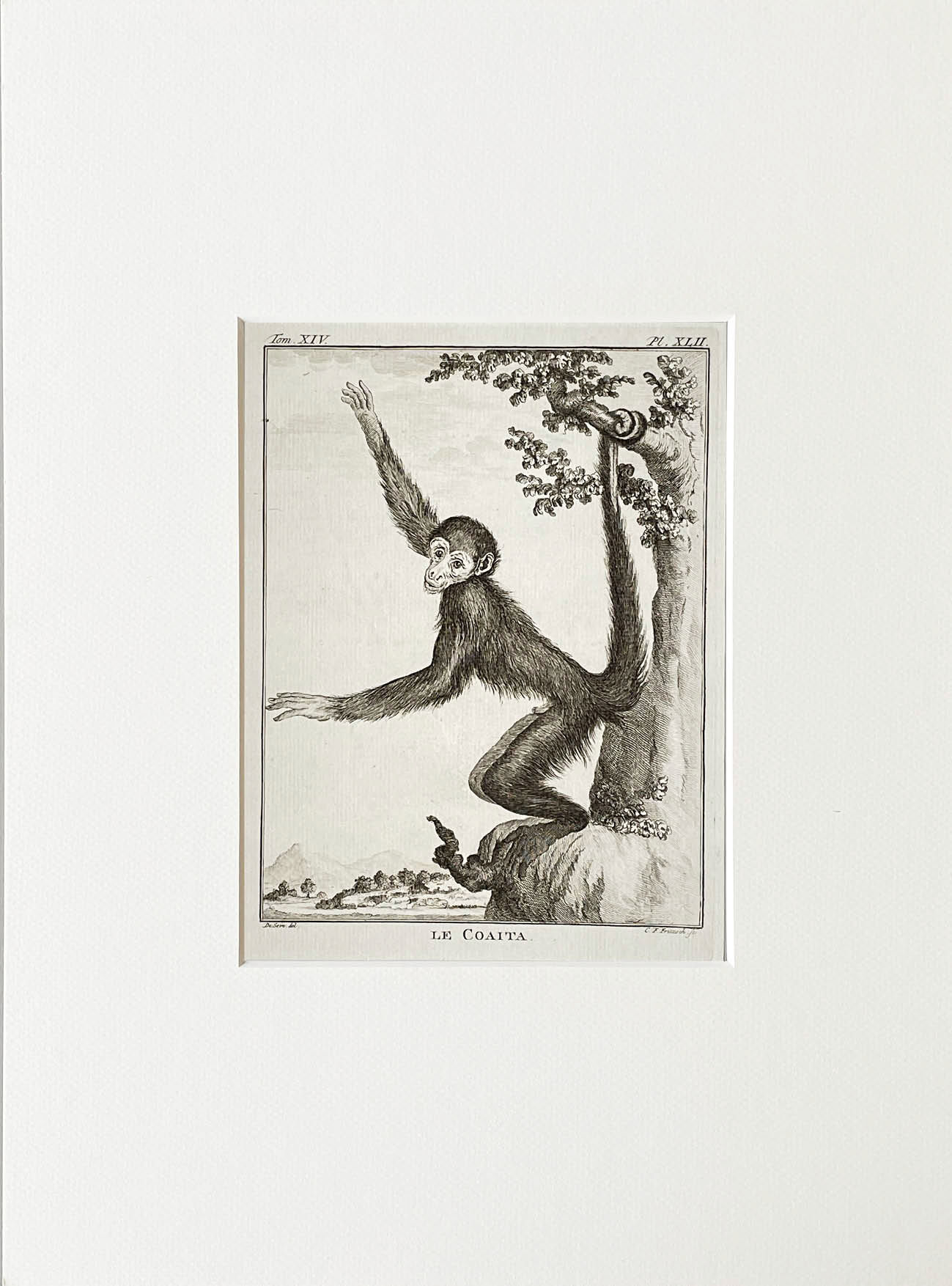 Etching De Seve 1783 for Du Buffon Natural History