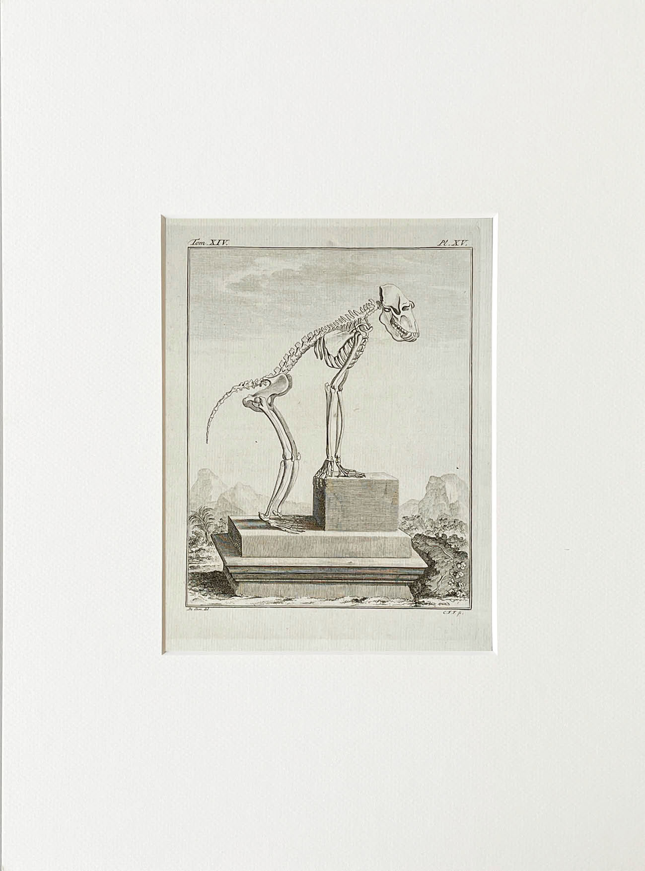 Etching De Seve 1783 for Du Buffon Natural History
