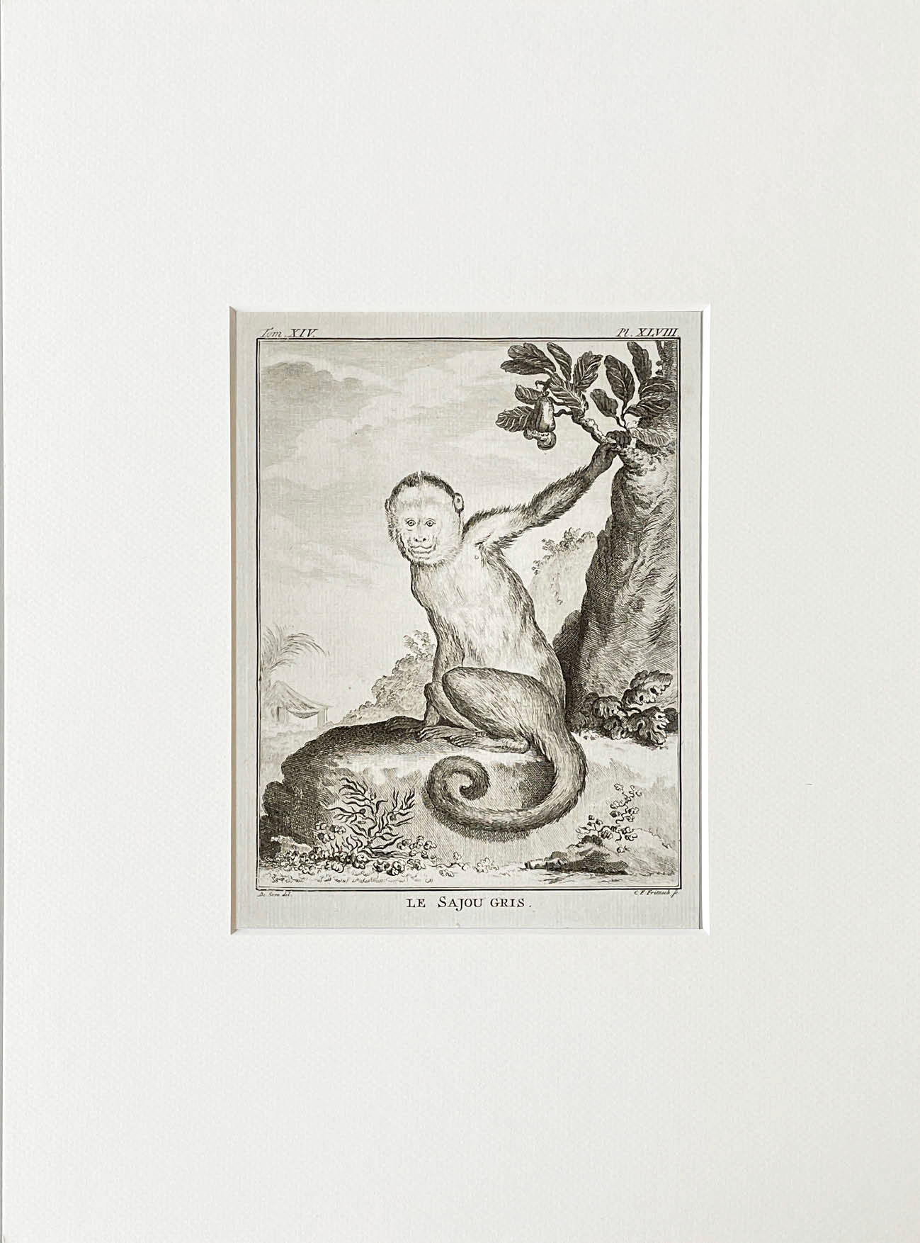 Etching De Seve 1783 for Du Buffon Natural History