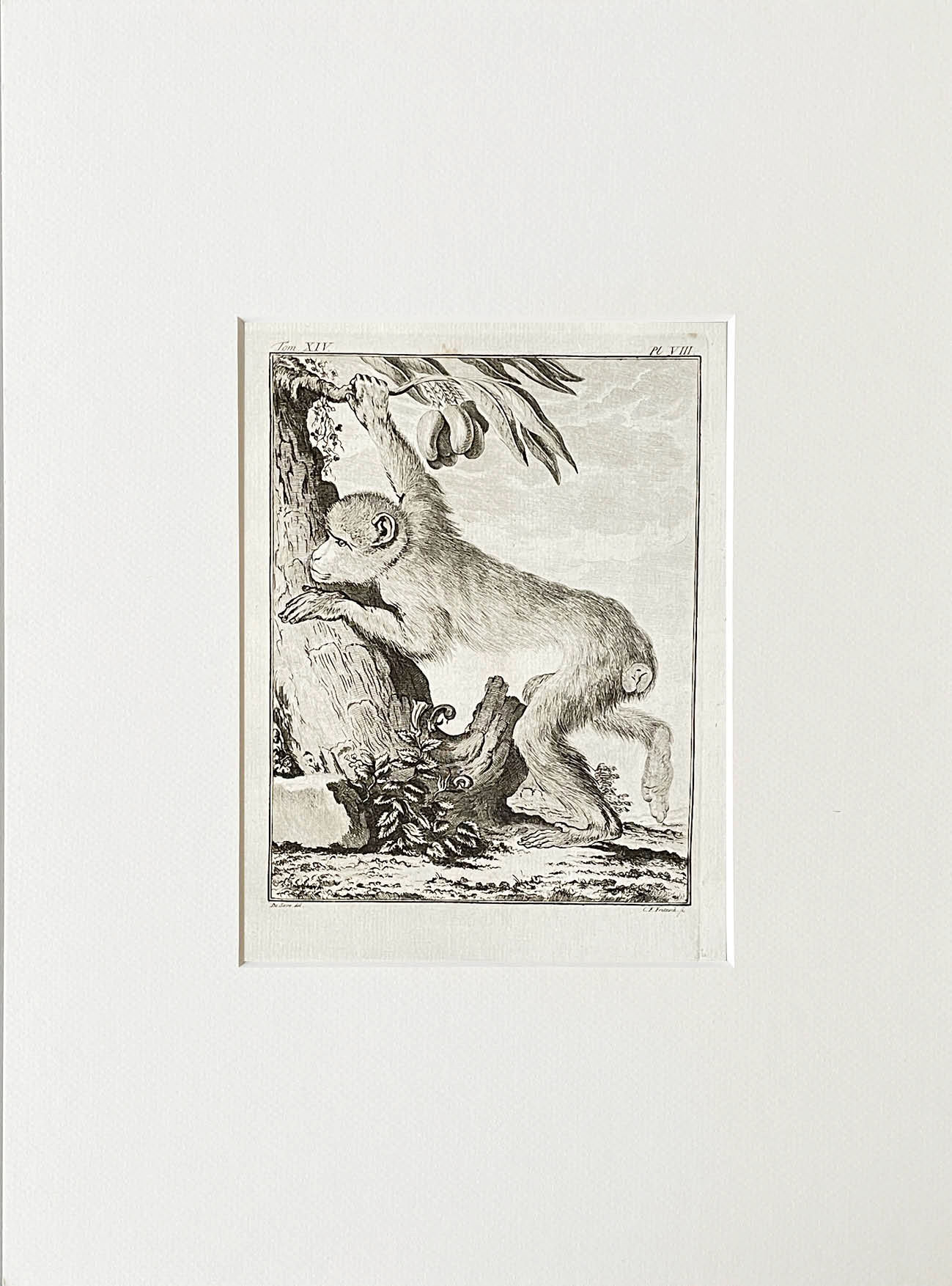 Etching De Seve 1783 for Du Buffon Natural History