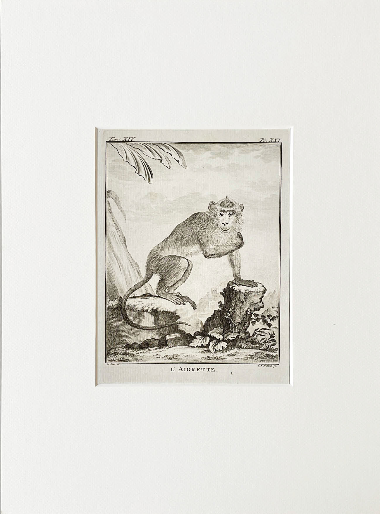 Etching De Seve 1783 for Du Buffon Natural History