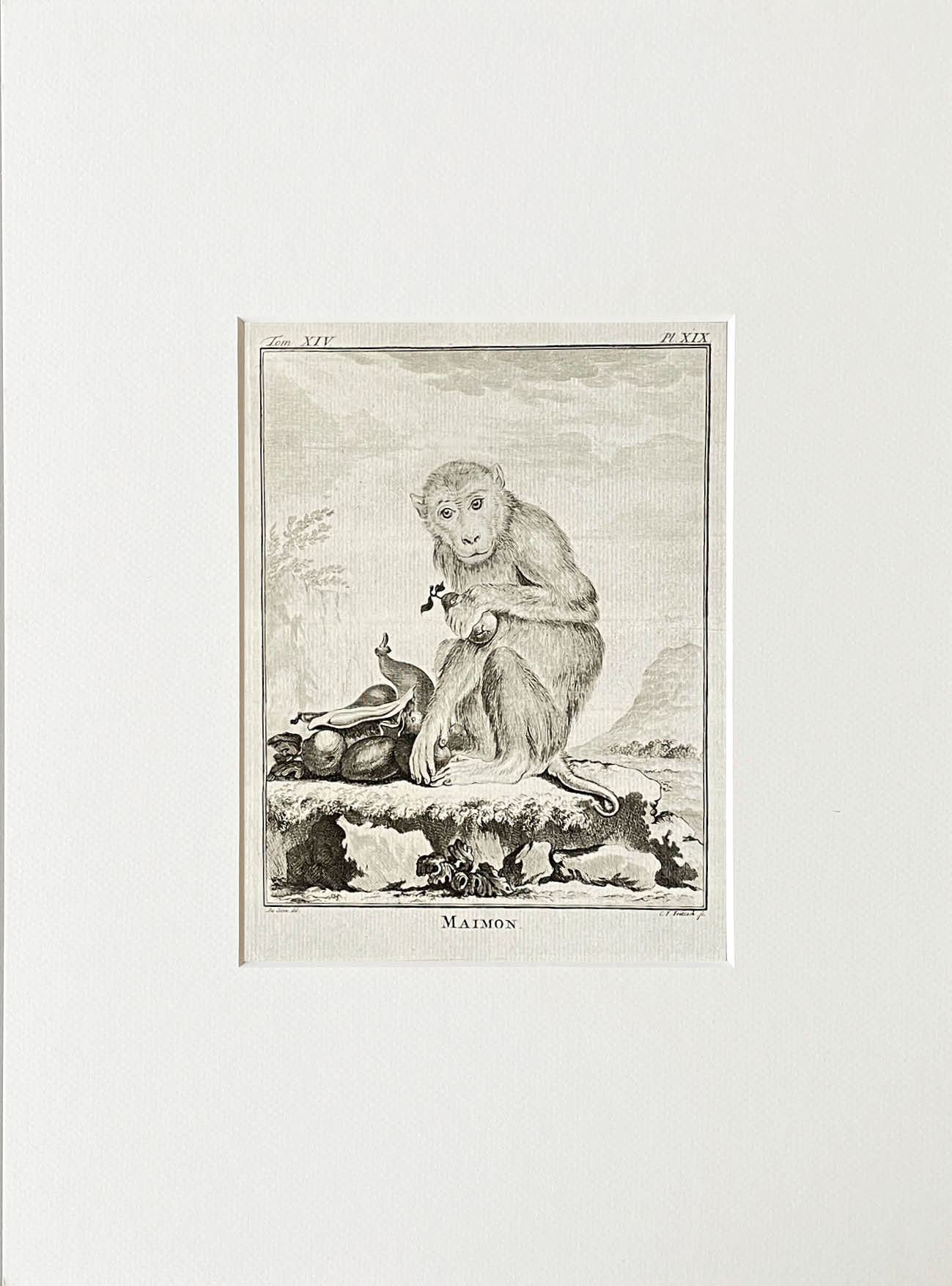 Etching De Seve 1783 for Du Buffon Natural History
