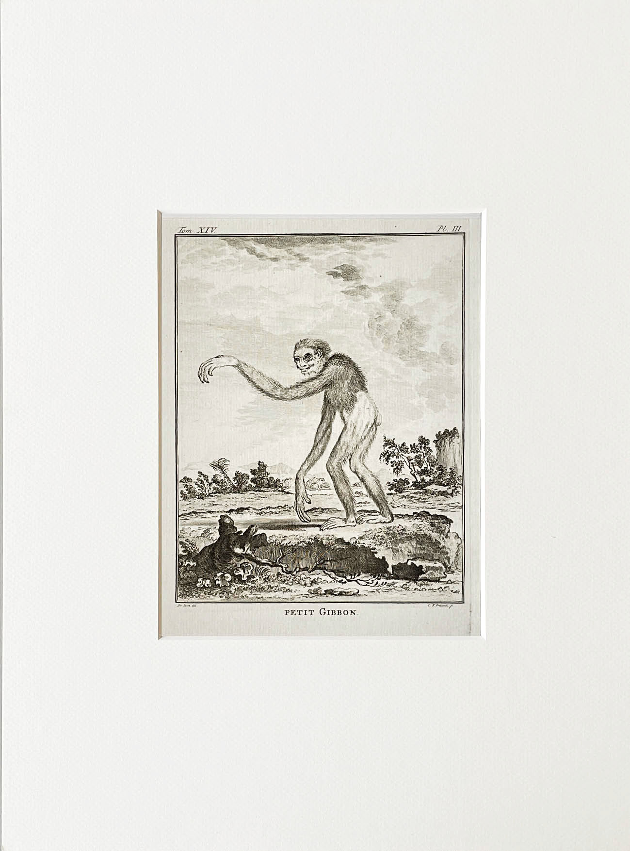 Etching De Seve 1783 for Du Buffon Natural History