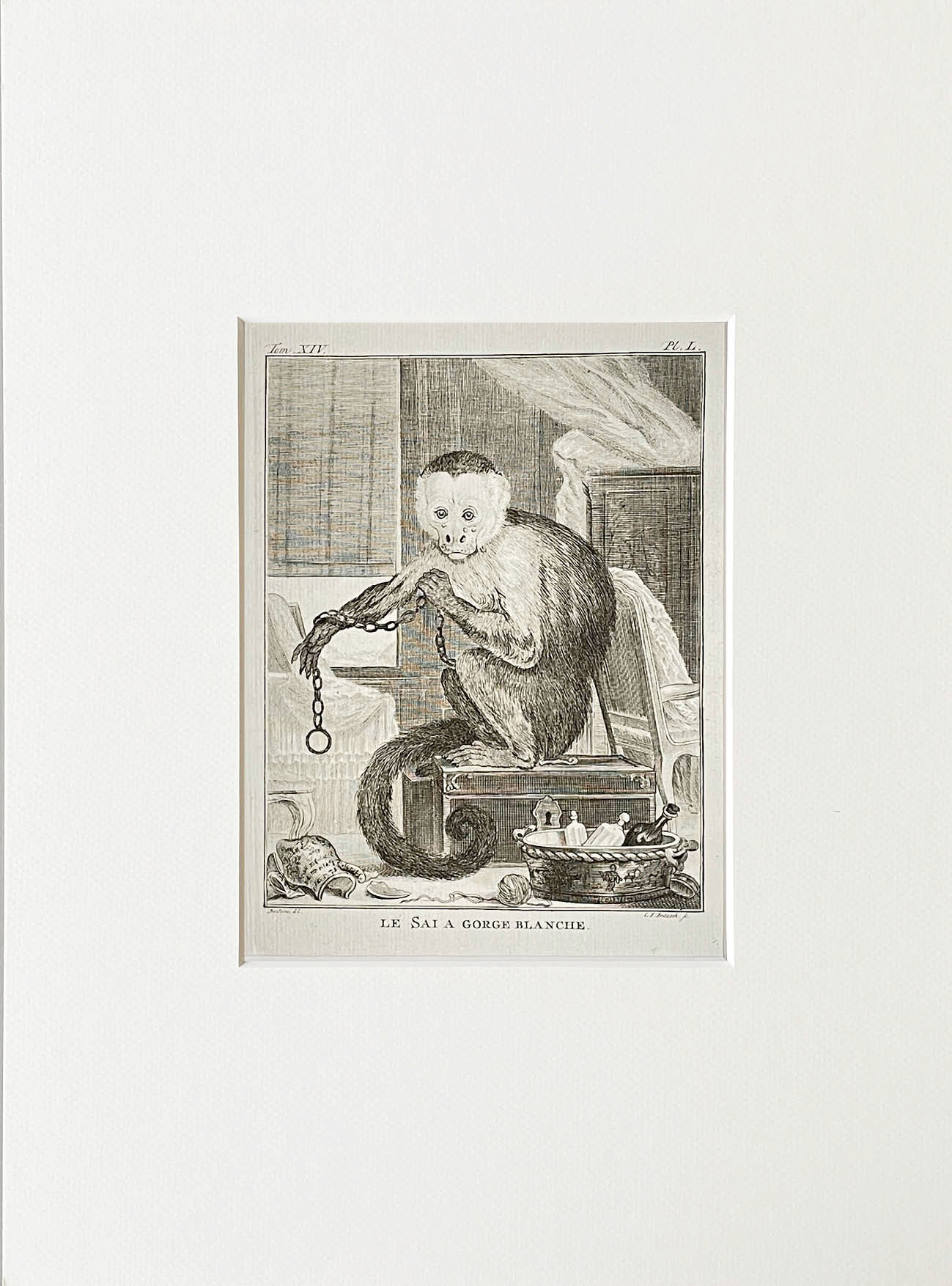 Etching De Seve 1783 for Du Buffon Natural History