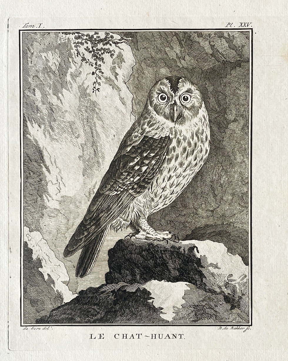 Thumbnail: Etching De Seve 1801 for Du Buffon Natural History