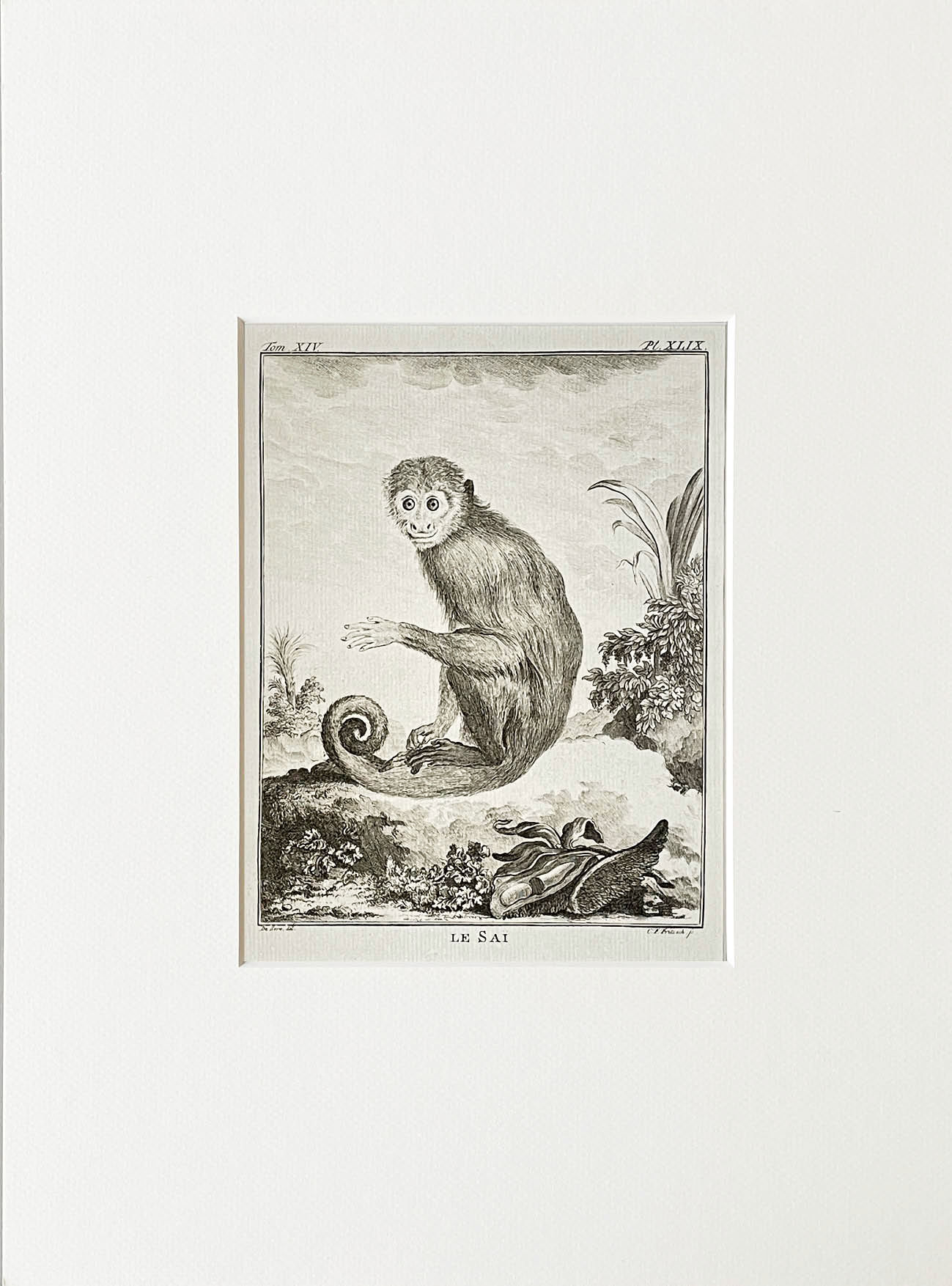 Etching De Seve 1783 for Du Buffon Natural History