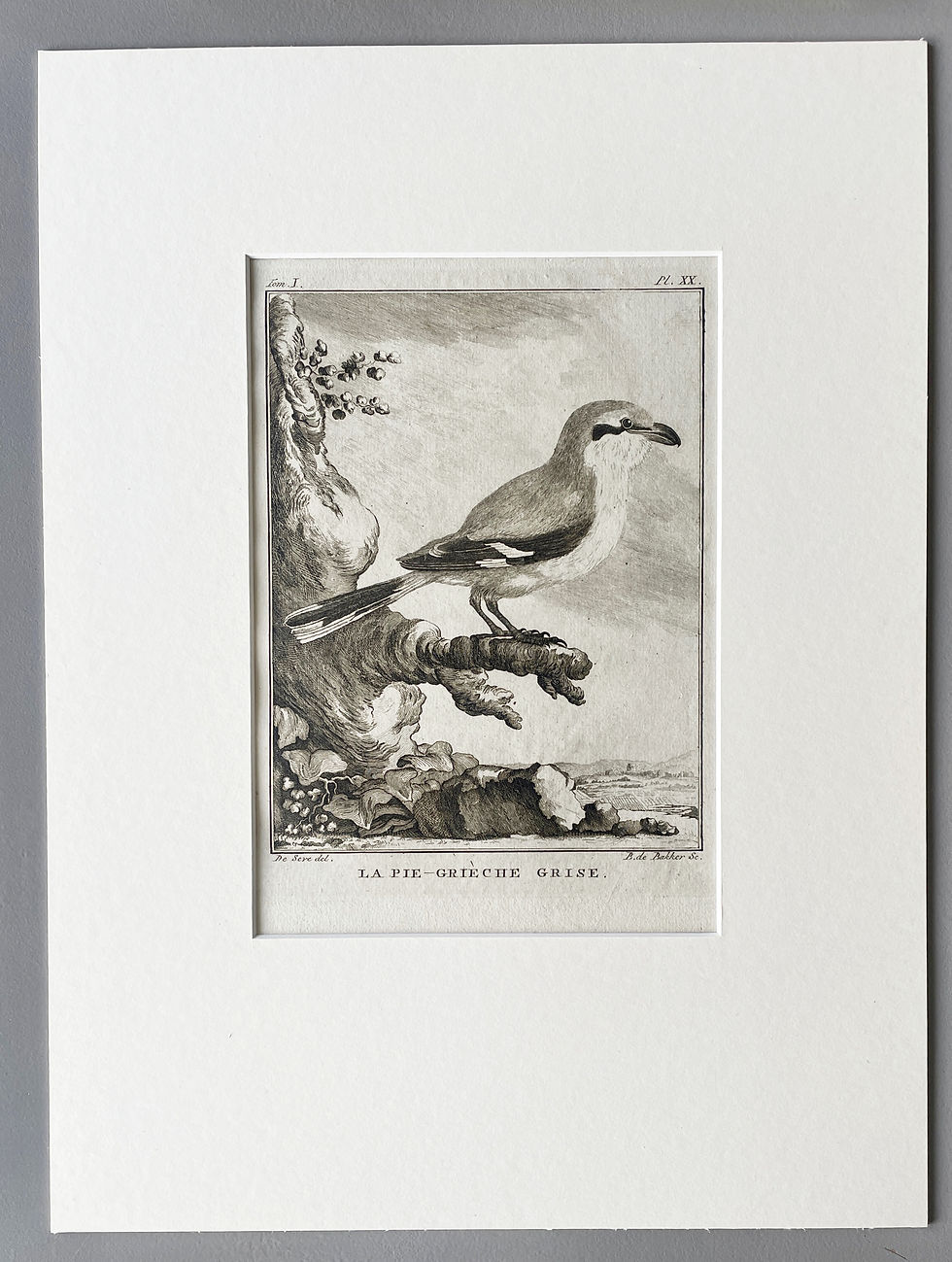 Thumbnail: Etching De Seve 1801 for Du Buffon Natural History