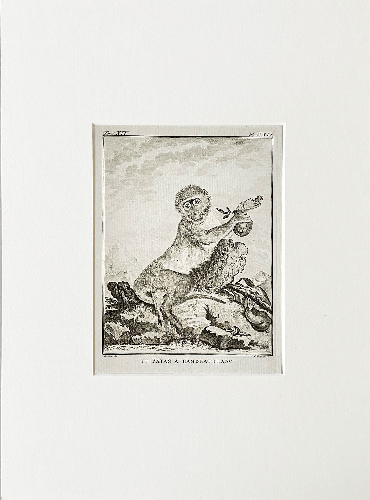 Etching De Seve 1783 for Du Buffon Natural History