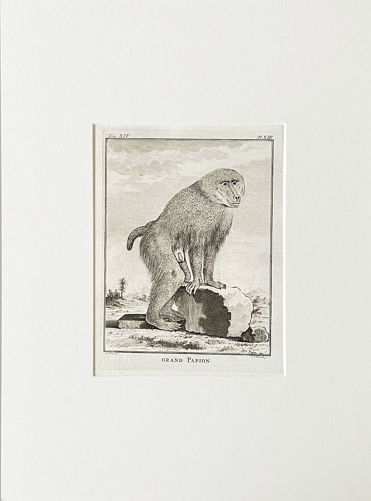 Etching De Seve 1783 for Du Buffon Natural History