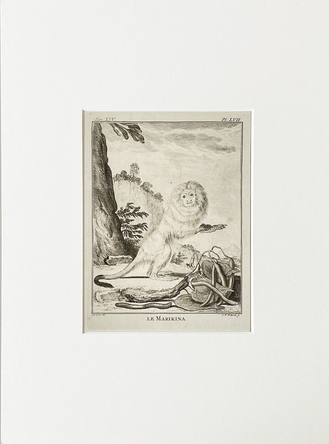 Etching De Seve 1783 for Du Buffon Natural History