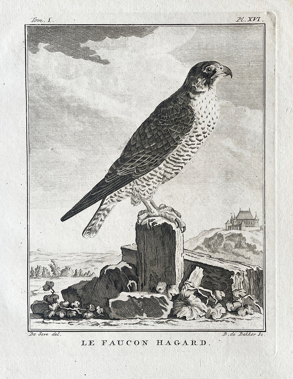Thumbnail: Etching De Seve 1801 for Du Buffon Natural History