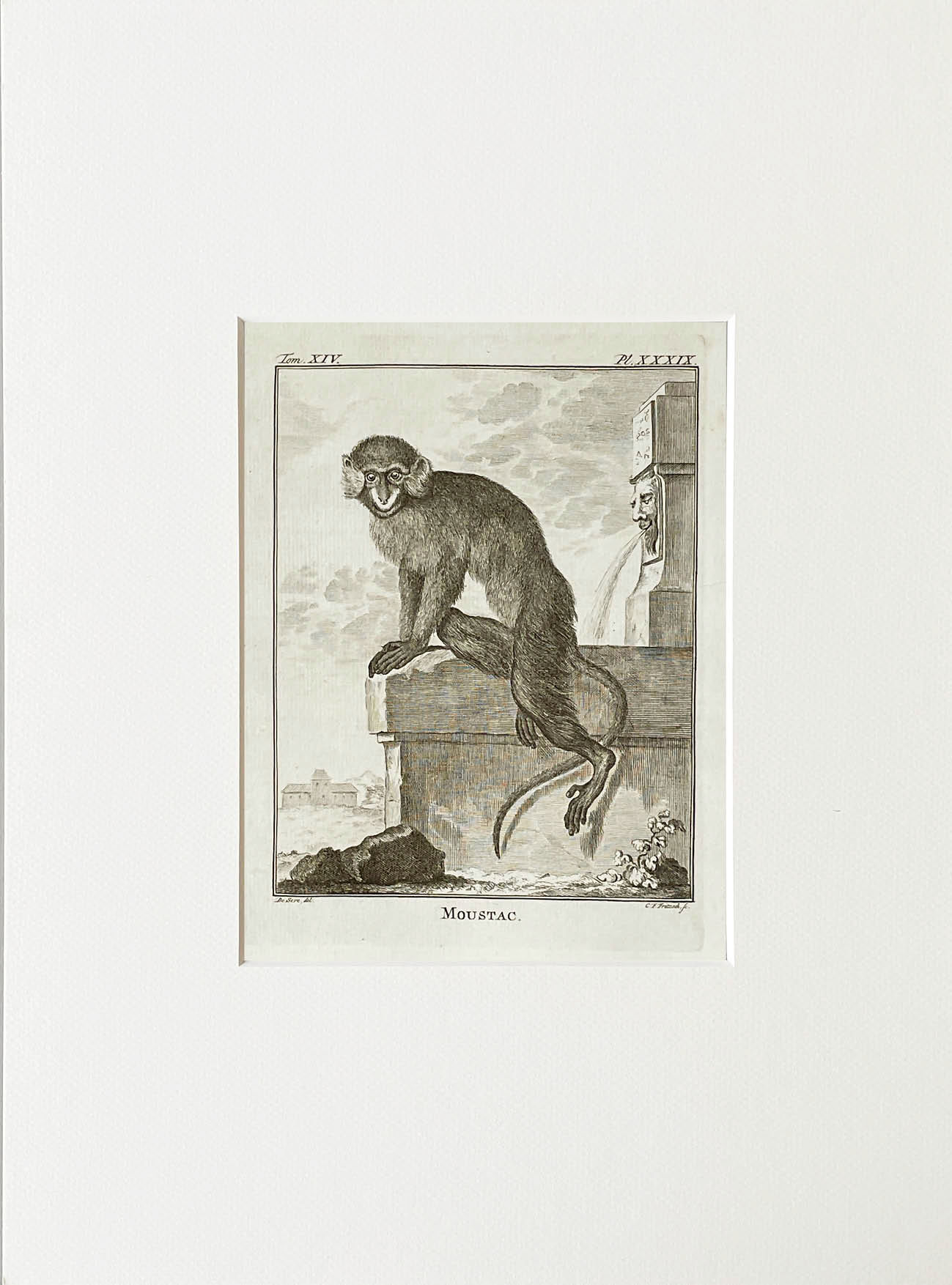 Etching De Seve 1783 for Du Buffon Natural History