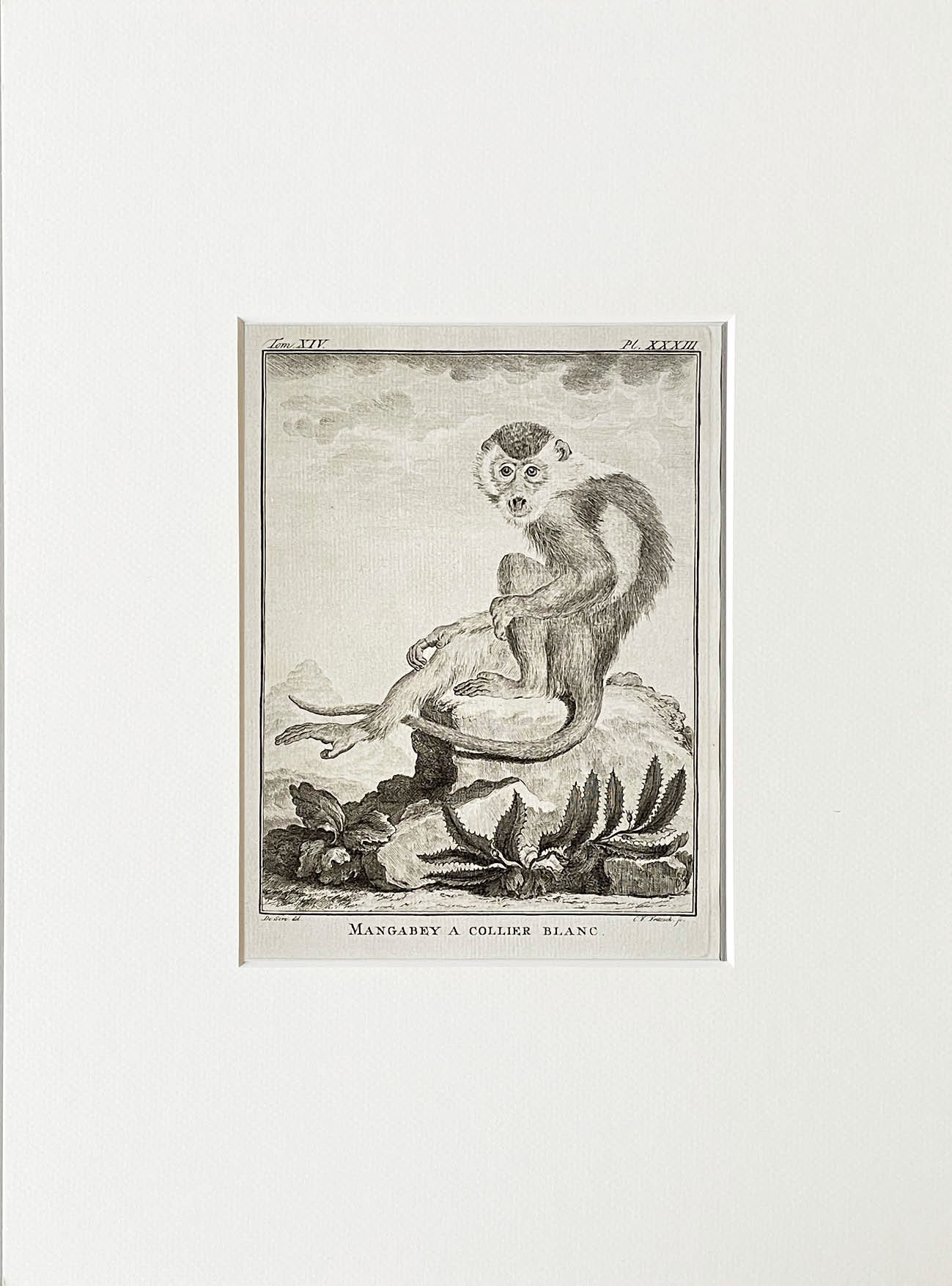 Etching De Seve 1783 for Du Buffon Natural History