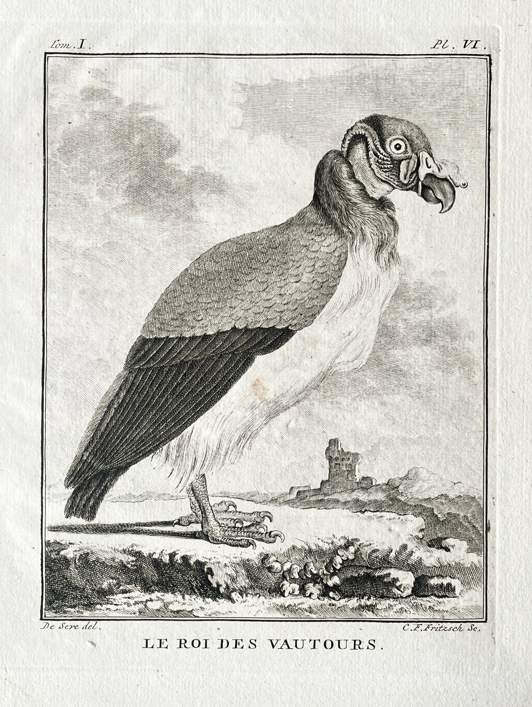 Etching De Seve 1801 for Du Buffon Natural History