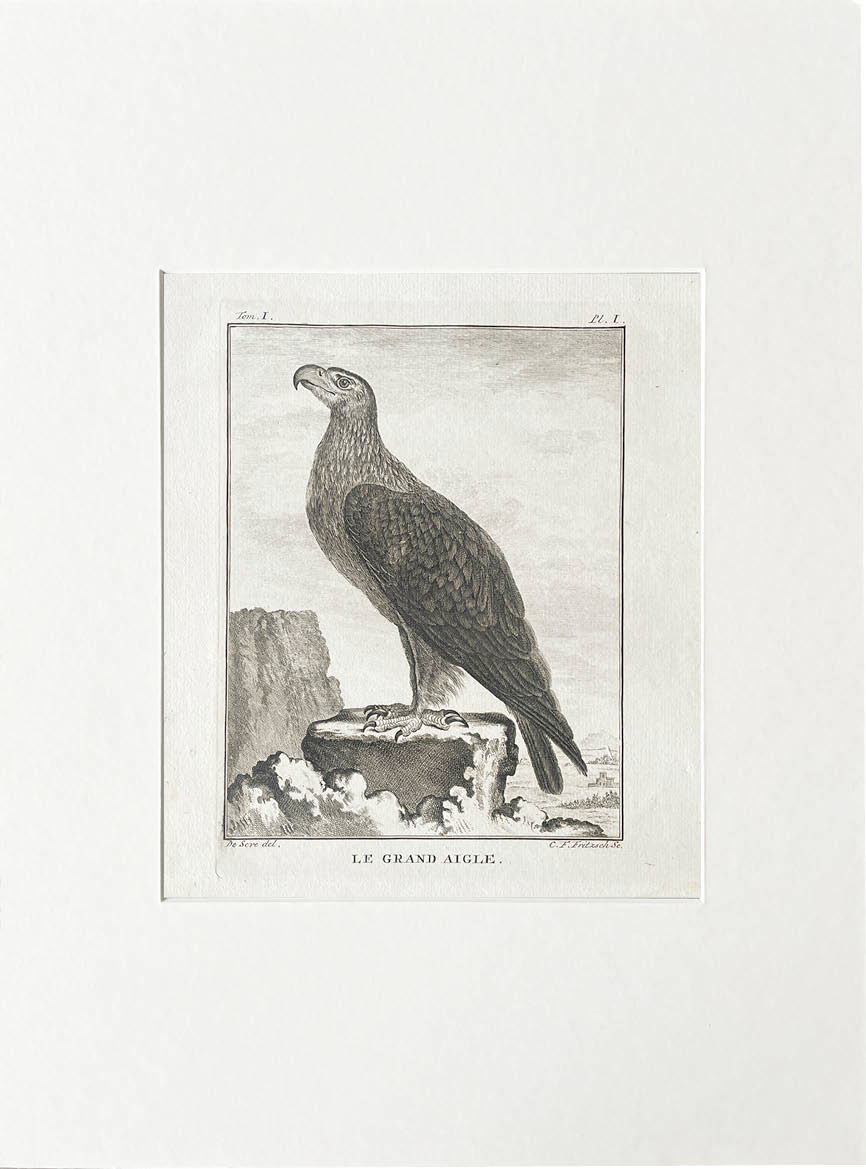 Etching De Seve 1801 for Du Buffon Natural History