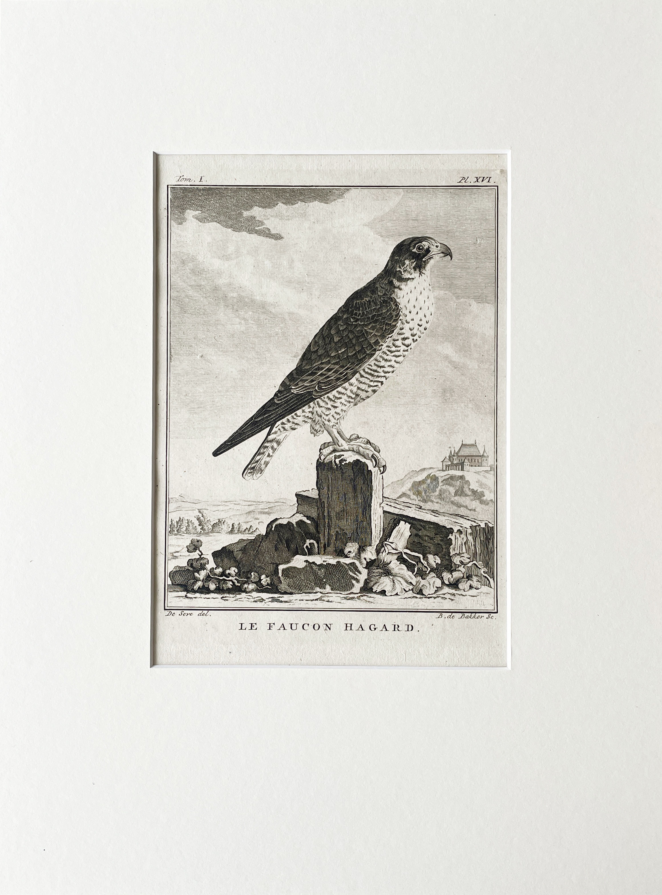 Etching De Seve 1801 for Du Buffon Natural History