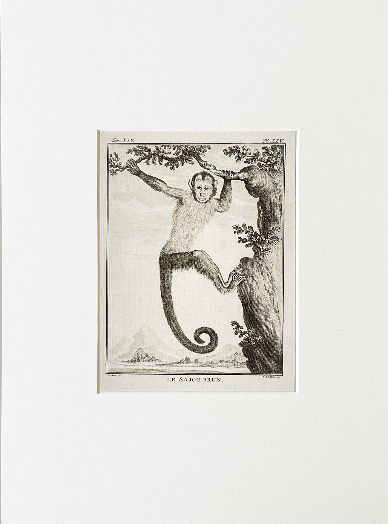 Etching De Seve 1783 for Du Buffon Natural History