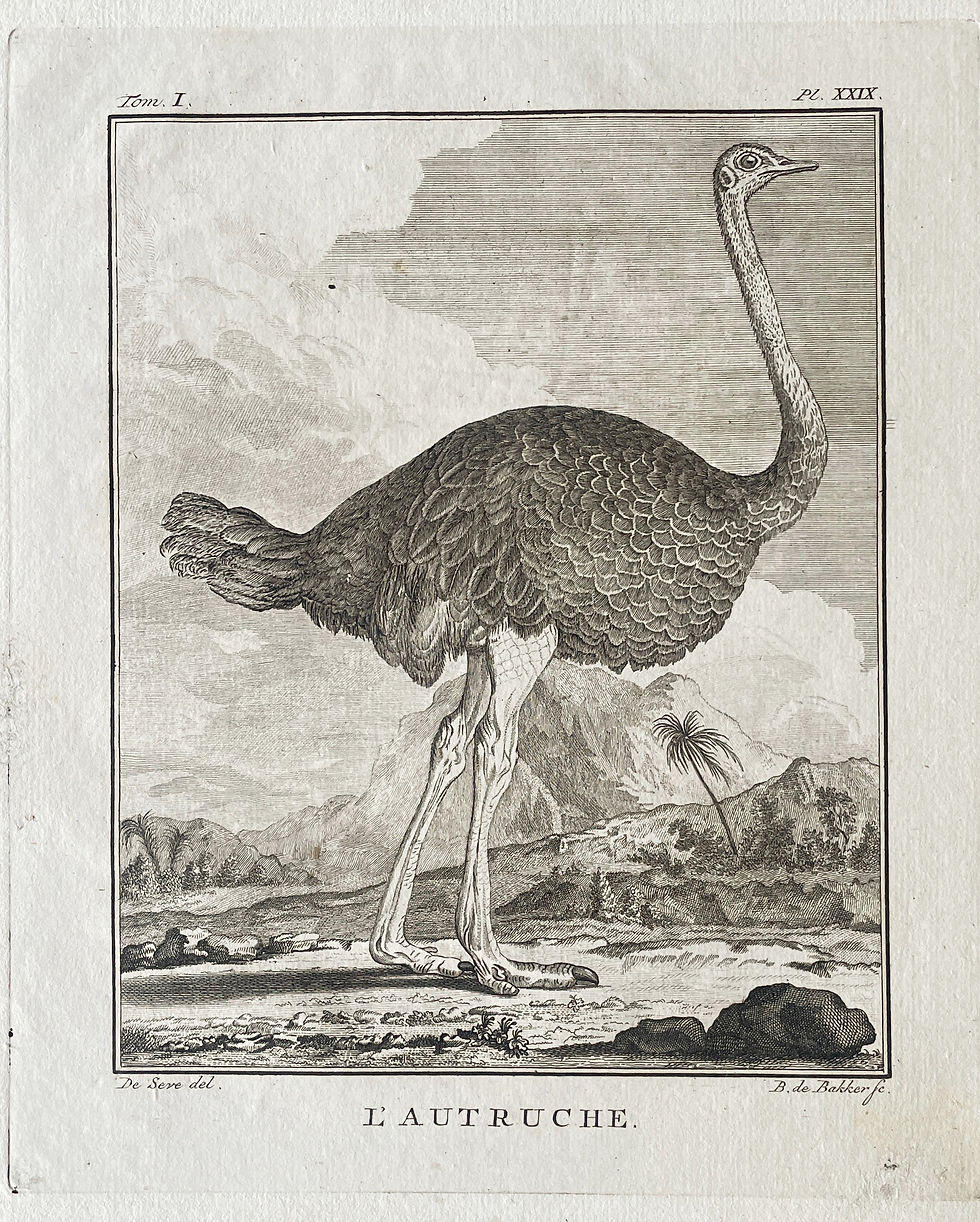 Thumbnail: Etching De Seve 1801 for Du Buffon Natural History