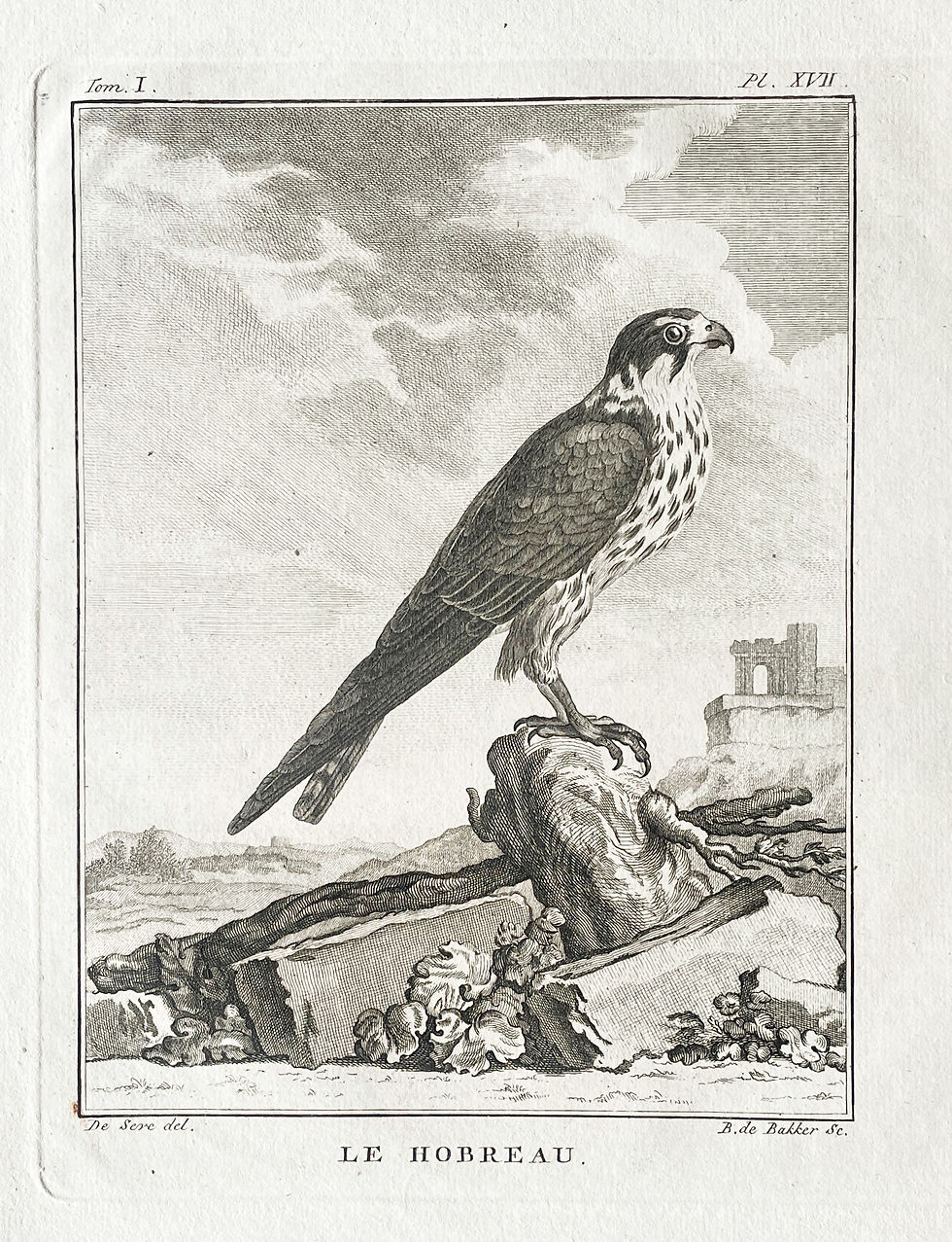 Thumbnail: Etching De Seve 1801 for Du Buffon Natural History