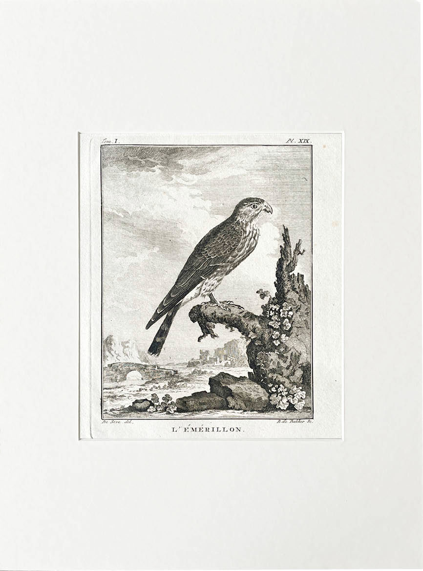 Etching De Seve 1801 for Du Buffon Natural History