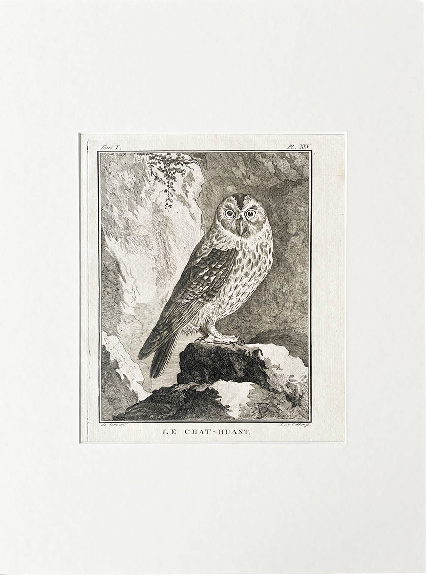 Etching De Seve 1801 for Du Buffon Natural History