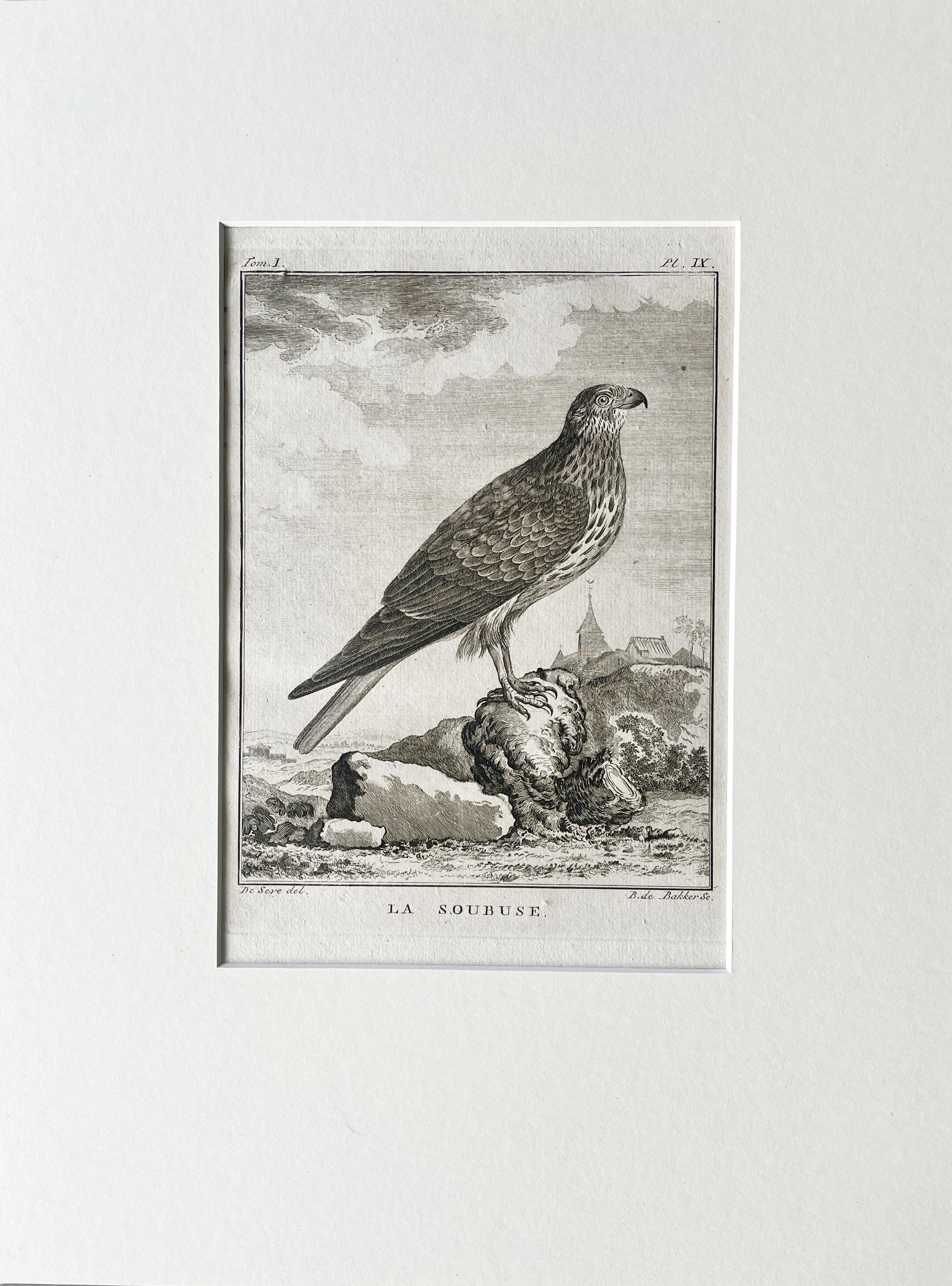 Etching De Seve 1801 for Du Buffon Natural History